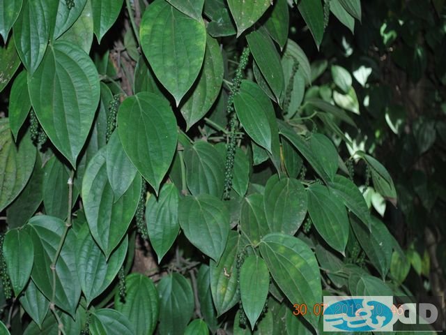 our-plantations_00001.jpg